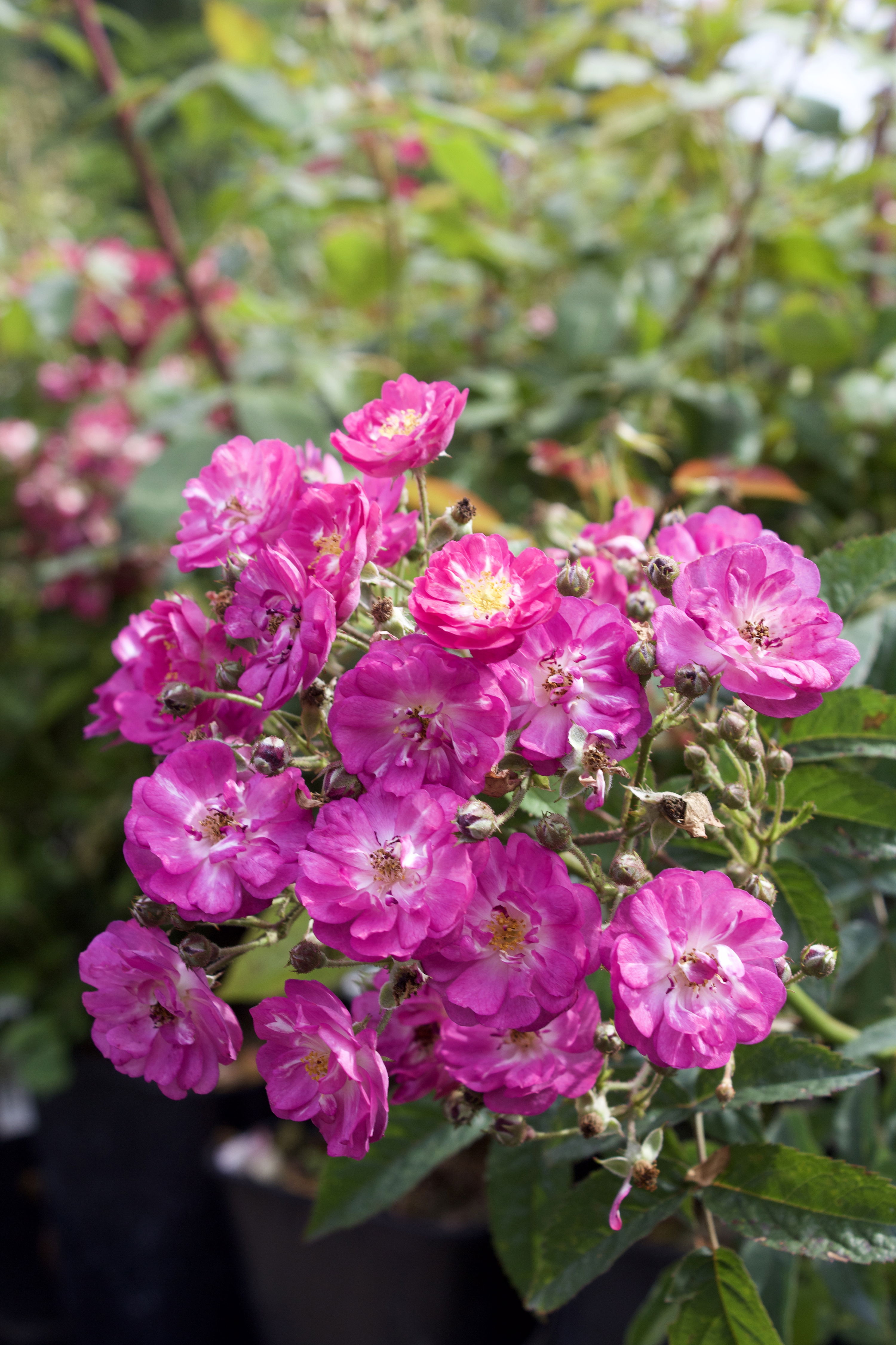 Rosa sibelius 